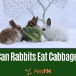 Can Rabbits Eat Cabbage? Is It Safe to Eat?